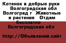 Котенок в добрые руки!!! - Волгоградская обл., Волгоград г. Животные и растения » Отдам бесплатно   . Волгоградская обл.